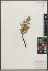 Foto von Salix anglorum Cham.